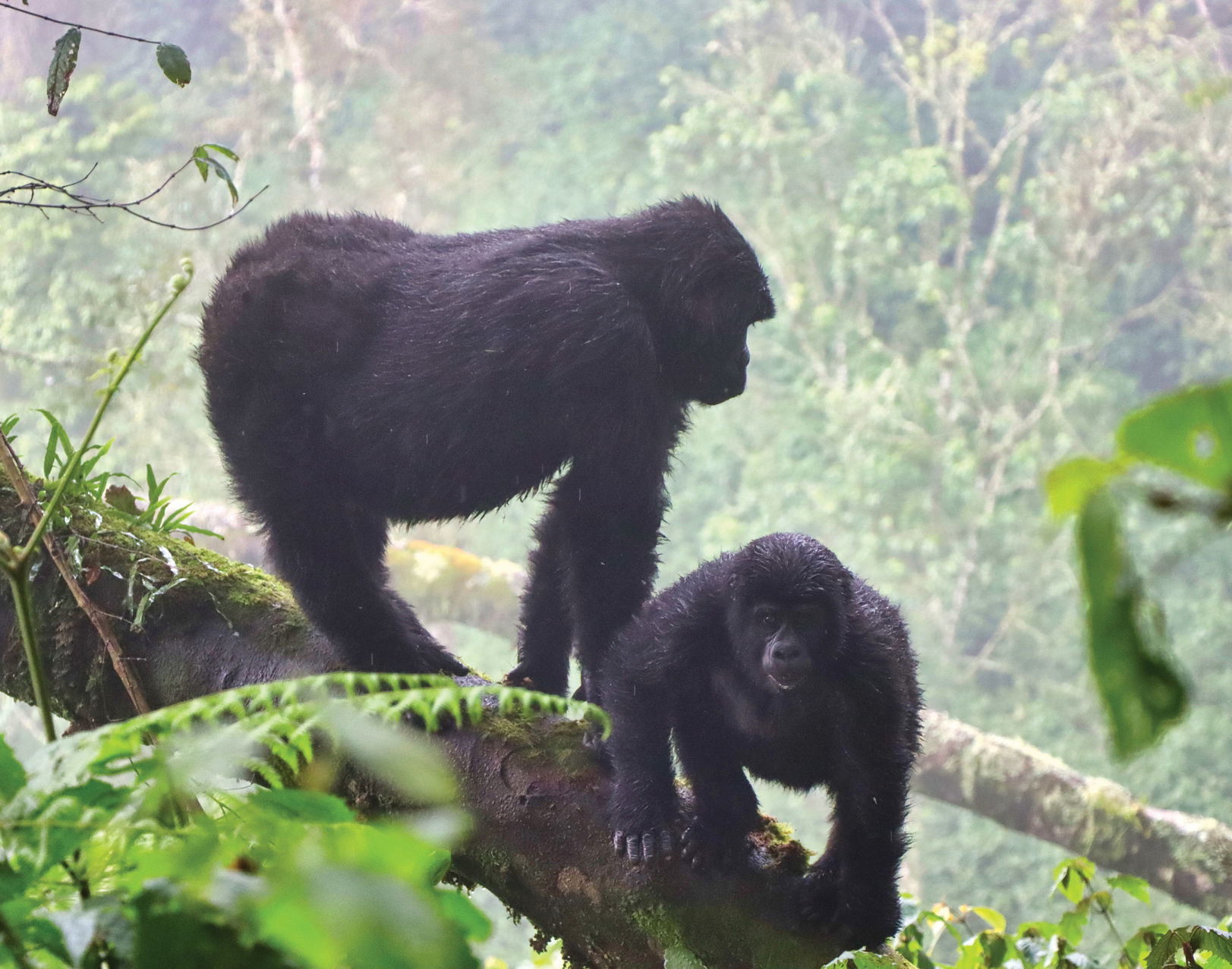 AT gorillas.jpg